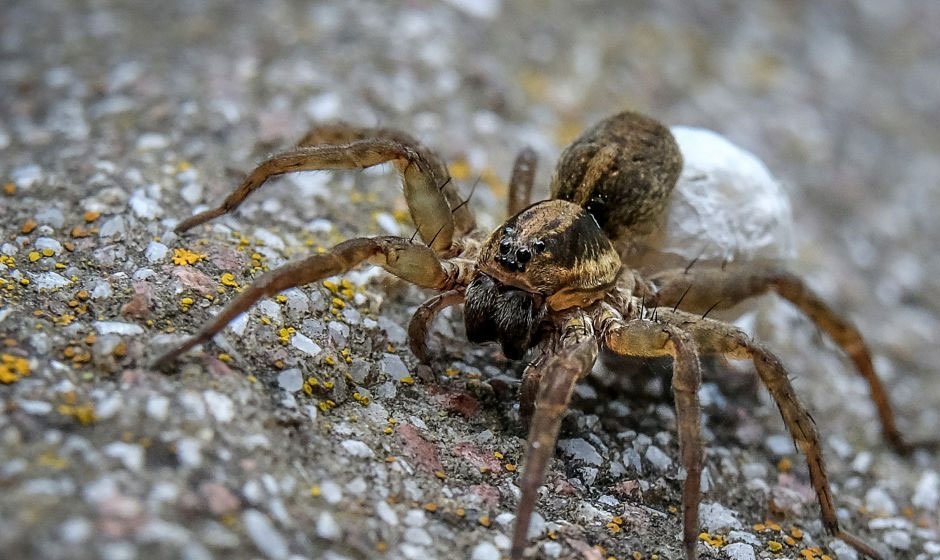 Unveiling the Mysteries of Wolf Spiders in Arizona: Facts, Behavior, and Control